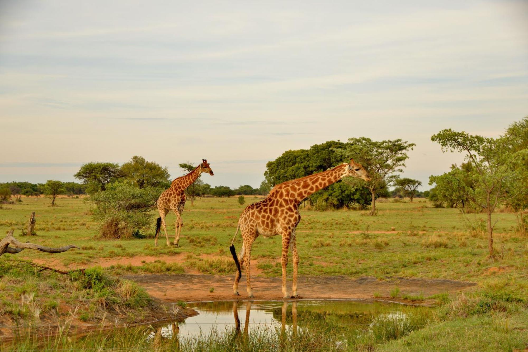Willa Safari Plains Mabula Game Reserve Zewnętrze zdjęcie